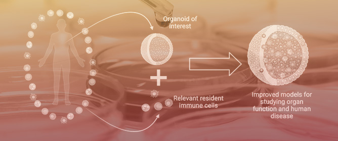 Incorporating Immune Cells into Organoid Models: Essential for Studying Human Disease