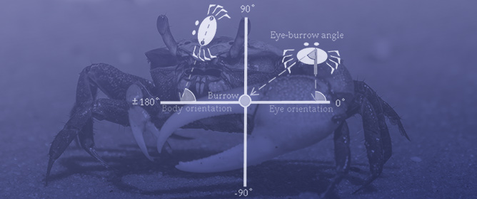 Eye Movement Reflexes Indicate the Homing Direction in the Path-Integrating Fiddler Crab, <em>Uca pugilator</em>