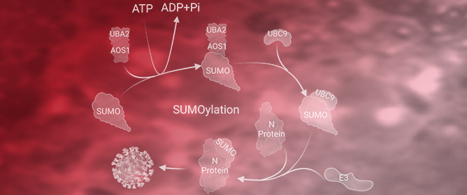 Human Post-Translational SUMOylation Modification of SARS-CoV-2 Nucleocapsid Protein Enhances Its Interaction Affinity with Itself and Plays a Critical Role in Its Nuclear Translocation