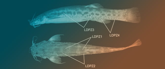 Fishes  An Open Access Journal from MDPI