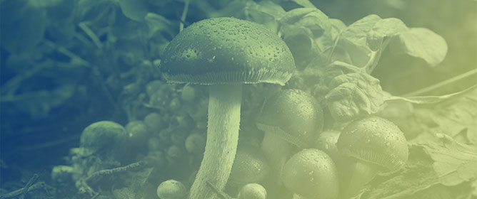 Fungal Pigments: Their Diversity, Chemistry, Food and Non-Food Applications