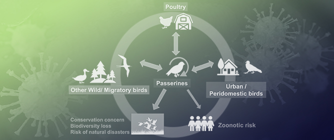 Emerging and Novel Viruses in Passerine Birds