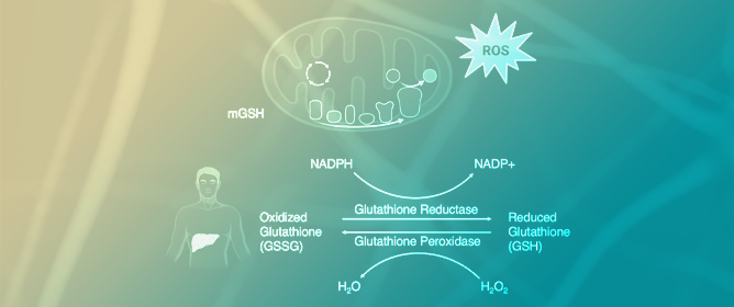 Oxidative Stress and Glutathione in Autism Spectrum Disorder