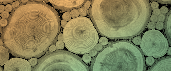 Fungal Community Succession of <em>Populus grandidentata</em> (Bigtooth Aspen) during Wood Decomposition