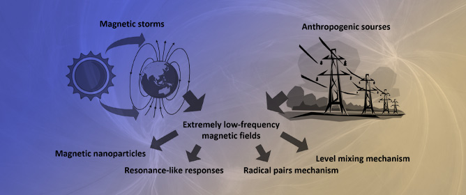 Biological Effects of Magnetic Storms and ELF Magnetic Fields