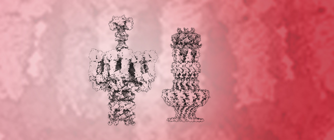 Neck and Baseplate Model of Phage TP901-1