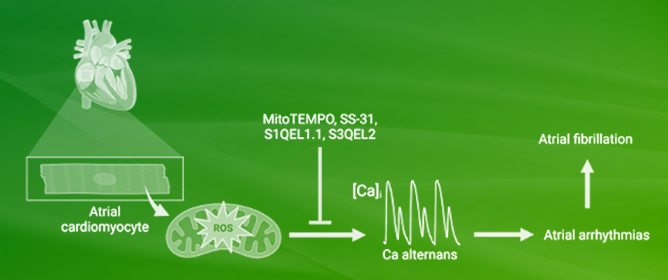 Role of Mitochondrial ROS for Calcium Alternans in Atrial Myocytes