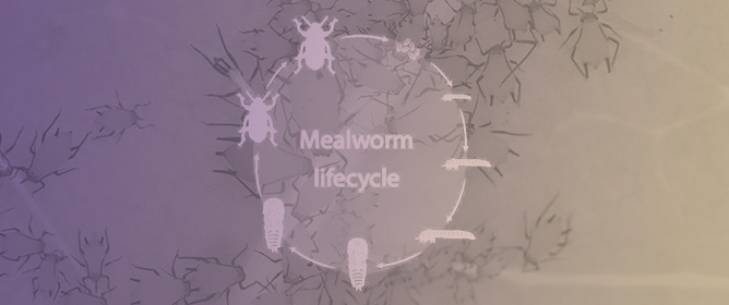 The Genome of the Yellow Mealworm, <em>Tenebrio molitor</em>: It&rsquo;s Bigger Than You Think