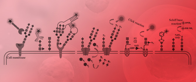 Cell-Surface Glycan Labeling and Sensing