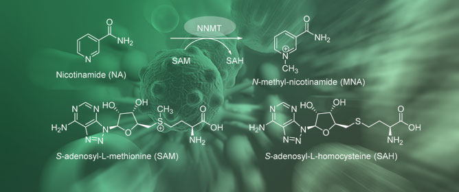 Tetrahydroisoquinoline-triazole derivatives: Novel Nicotinamide <em>N</em>-methyltransferase inhibitors