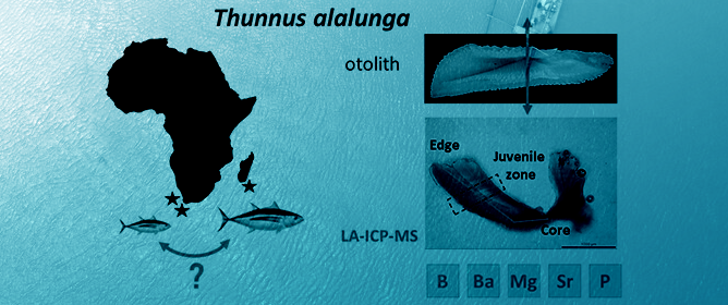 New Insights in Lifetime Migrations of Albacore Tuna between the Southwest Indian and the Southeast Atlantic Oceans Using Otolith Microchemistry