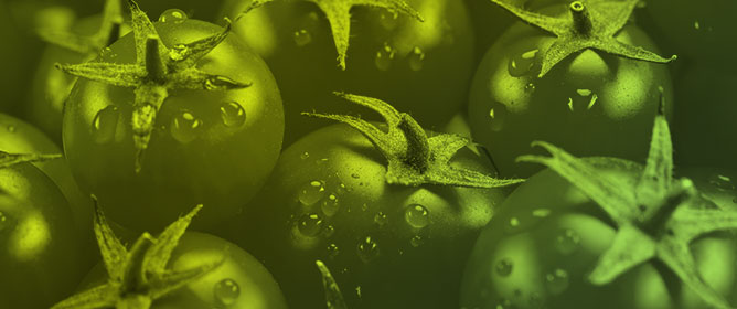 Tomato Accumulates Cadmium to a Concentration Independent of Plant Growth