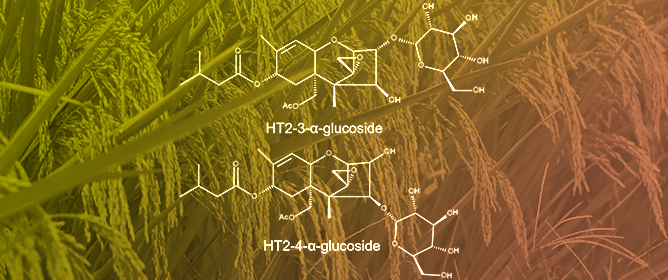 <em>Fusarium sporotrichioides</em> Produces Two HT-2-&alpha;-Glucosides on Rice