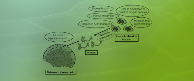 Mitochondria in Alzheimer&rsquo;s Disease Pathogenesis
