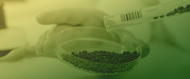 Development of a Seed Treatment with <em>Pochonia chlamydosporia</em> for Biocontrol Application