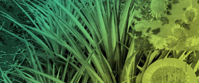 Ecologically Based Management of Pineapple Mealybug Wilt: Controlling <em>Dysmicoccus brevipes</em> Mealybug Populations with Salicylic Acid Analogs and Plant Extracts