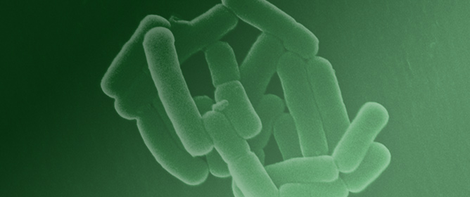 The Biological Role of the S-Layer Produced by <em>Lactobacillus helveticus</em> 34.9 in Cell Protection and Its Probiotic Properties
