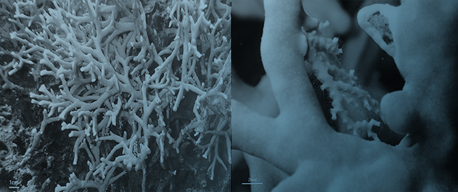 <em>Millepora</em> spp. as Substrates of Their Hydrozoan Counterparts <em>Stylaster</em> sp. in the Pacific Ocean