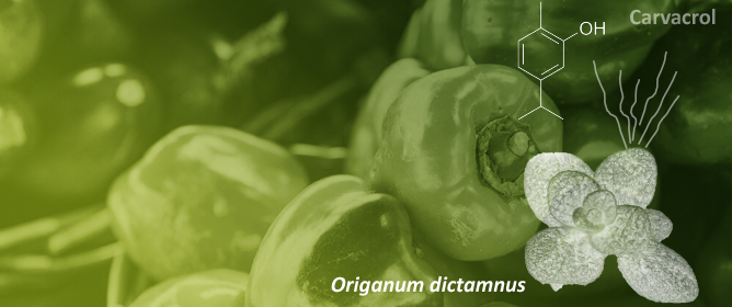 <em>Origanum dictamnus</em> Essential Oil in Vapour or Aqueous Solution Application for Pepper Fruit Preservation against <em>Botrytis cinerea</em>
