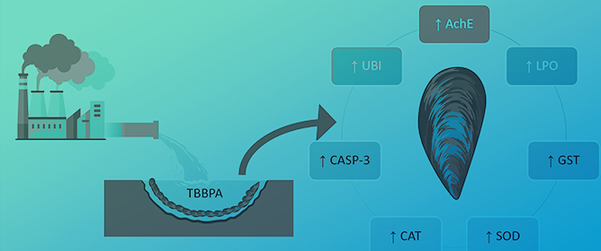 The Effects of Tetrabromobisphenol A (TBBPA) on the Mussel <em>Mytilus galloprovincialis</em>: A Multi-Biomarker Approach