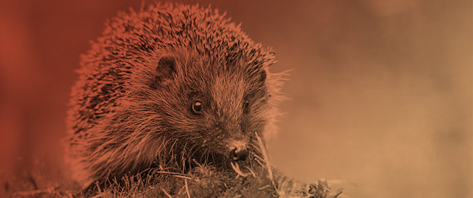 Hedgehogs&rsquo; Parasitology: An Updated Review on Diagnostic Methods and Treatment