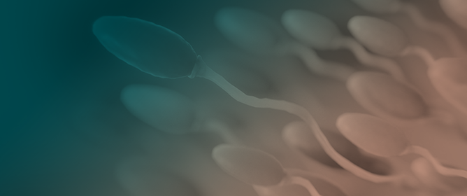 Automated Single Sperm Selection for ICSI