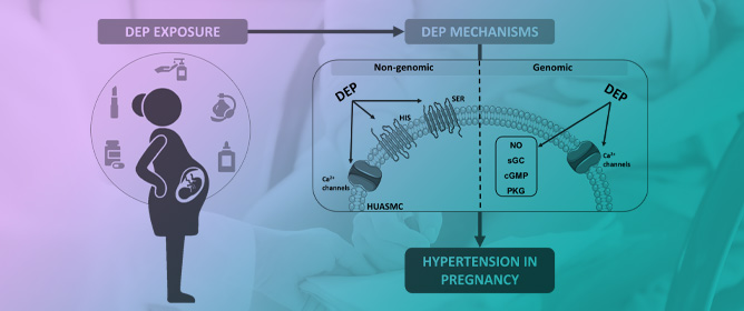 Adverse Impact of Diethyl Phthalate Exposure in Pregnancy Hypertension