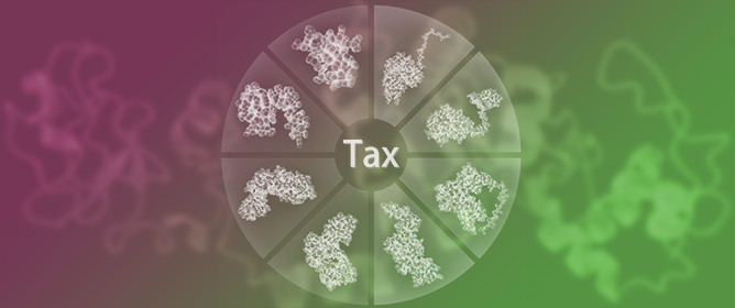 &ldquo;It&rsquo;s Only a Model&rdquo;: When Protein Structure Predictions Need Experimental Validation, the Case of the HTLV-1 Tax Protein