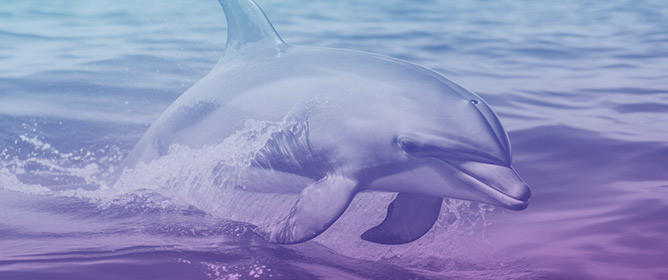 Spatial Variation in Mercury Accumulation in Bottlenose Dolphins in Southeastern U.S.A.