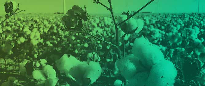 Robotic Multi-Boll Cotton Harvester System Integration and Performance Evaluation