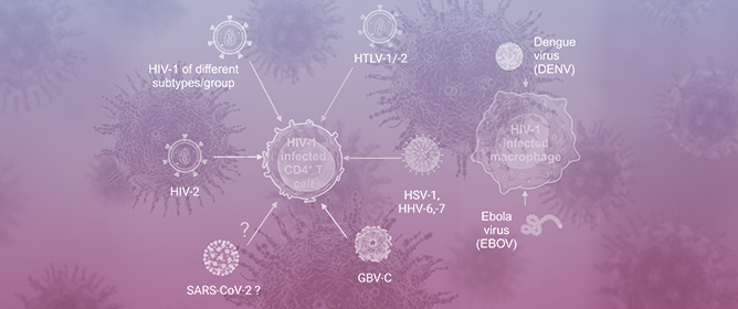 Co-Infections and Superinfections between HIV-1 and Other Human Viruses at the Cellular Level