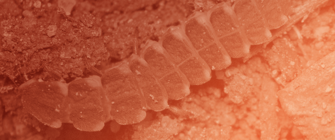 How to Overcome a Snail? Identification of Putative Neurotoxins of Snail-Feeding Firefly Larvae