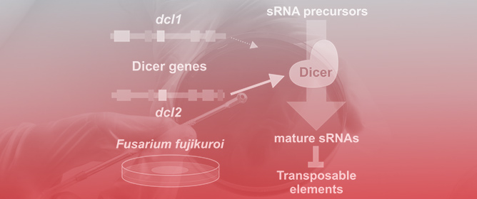 The RNAi Machinery in the Fungus <em>Fusarium fujikuroi</em> Is Not Very Active in Synthetic Medium and Is Related to Transposable Elements