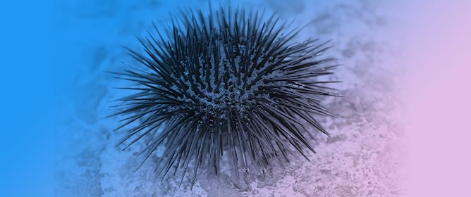 Immune Indicators Related to Phagocytosis May Be Used for Selection of Disease-Resistant Sea Urchins