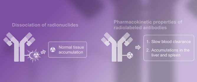 Approaches to Reducing Normal Tissue Radiation from Radiolabeled Antibodies