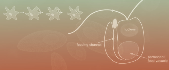 Feeding Mechanisms of Pathogenic Protozoa with a Focus on Endocytosis and the Digestive Vacuole