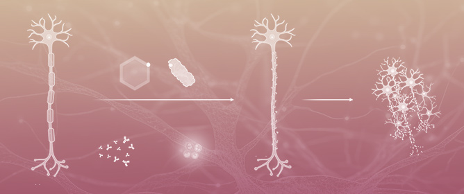 Zika Virus Neuropathogenesis