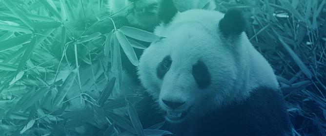 Benchmarking Giant Panda Welfare in Tourism: A Co-Design Approach for Animals, Tourists, Managers, and Researchers