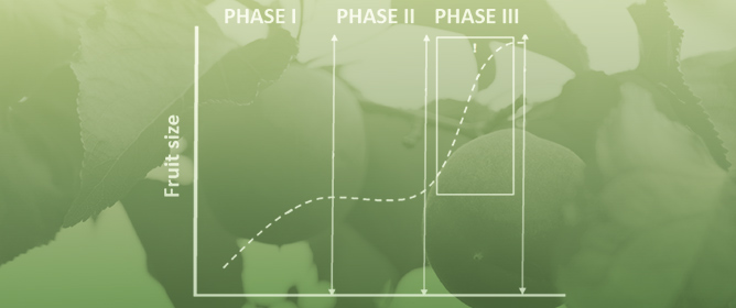 Regulated Deficit Irrigation Perspectives for Water Efficiency in Apricot Cultivation: A Review