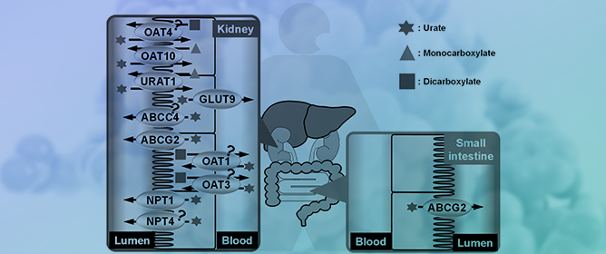 Regulation of Urate Homeostasis by Membrane Transporters