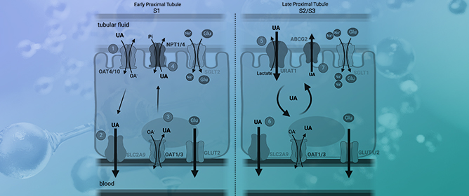 SGLT2 Inhibitors and Uric Acid Homeostasis