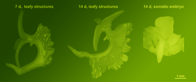 Adventitious Shoot Formation from Immature Zygotic Embryos of Camelina