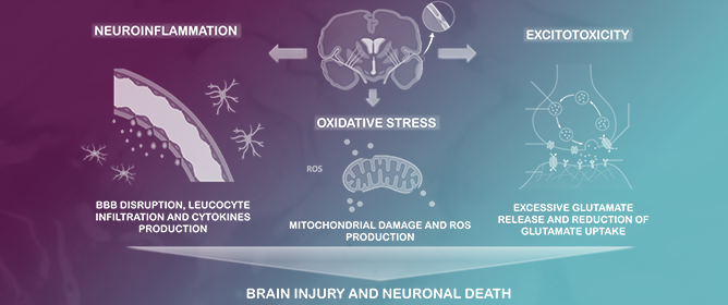 Molecular Pathogenesis of Ischemic and Hemorrhagic Strokes: Background and Therapeutic Approaches