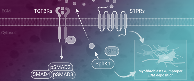 Amelioration of Fibrosis via S1P Inhibition Is Regulated by Inactivation of TGF-&beta; and SPL Pathways in the Human Cornea