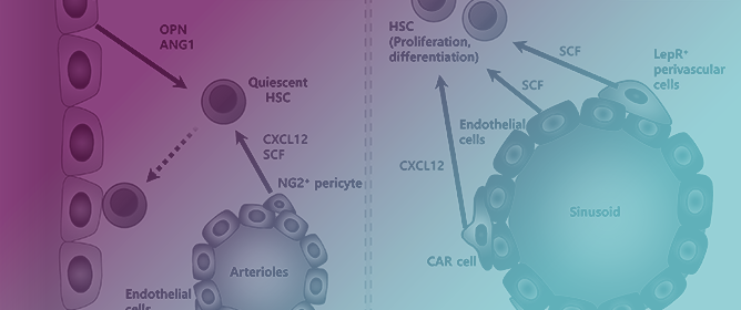 Hematopoietic Stem Cells and Their Niche in Bone Marrow