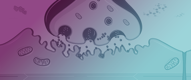 Resveratrol and Vitamin D: Eclectic Molecules Promoting Mitochondrial Health in Sarcopenia