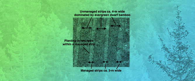 Eight-Year Survival and Growth of Sakhalin Fir (<em>Abies sachalinensis</em>) Seedlings with One Weeding Operation: Impact of Mechanical Site Preparation, Vegetation Release, Summer Planting, Stock Type, and Forwarder Trail