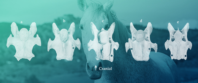 Characterization of Missing Ventral Tubercles from C6 and Transposition on the Ventral Surface of C7 in <em>Equus caballus</em>