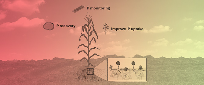 Fungal Systems Are an Inspiration for Sustainable Phosphorus Technologies