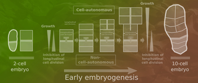 Cell-Autonomous and Non-Cell-Autonomous Mechanisms Concomitantly Regulate the Early Developmental Pattern in the Kelp <em>Saccharina latissima</em> Embryo